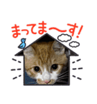 お友達の猫のカイくんと花火、風景、海、（個別スタンプ：20）
