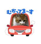 お友達の猫のカイくんと花火、風景、海、（個別スタンプ：24）