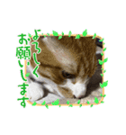 お友達の猫のカイくんと花火、風景、海、（個別スタンプ：29）