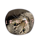 お友達の猫のカイくんと花火、風景、海、（個別スタンプ：31）