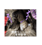 お友達の猫のカイくんと花火、風景、海、（個別スタンプ：32）