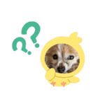 きき（パピヨン）のスタンプ（個別スタンプ：2）