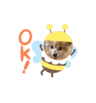 きき（パピヨン）のスタンプ（個別スタンプ：9）