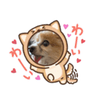 きき（パピヨン）のスタンプ（個別スタンプ：10）