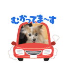 きき（パピヨン）のスタンプ（個別スタンプ：11）