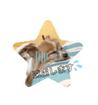 きき（パピヨン）のスタンプ（個別スタンプ：14）