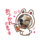 きき（パピヨン）のスタンプ（個別スタンプ：16）
