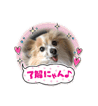 きき（パピヨン）のスタンプ（個別スタンプ：18）