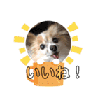 きき（パピヨン）のスタンプ（個別スタンプ：19）
