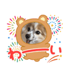 きき（パピヨン）のスタンプ（個別スタンプ：24）