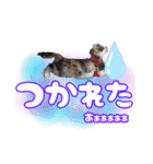 三毛猫おもちとおはぎとおこげ★（個別スタンプ：8）