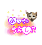 三毛猫おもちとおはぎとおこげ★（個別スタンプ：14）