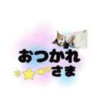 三毛猫おもちとおはぎとおこげ★（個別スタンプ：16）