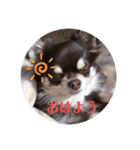 わんわん犬つむぎくん（個別スタンプ：7）