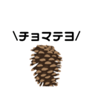 ゆるいお喋り松ぼっくりくん（個別スタンプ：8）