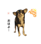 犬のチョコ君6❤（個別スタンプ：1）
