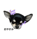 犬のチョコ君6❤（個別スタンプ：2）