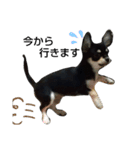 犬のチョコ君6❤（個別スタンプ：3）