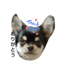 犬のチョコ君6❤（個別スタンプ：5）