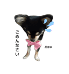 犬のチョコ君6❤（個別スタンプ：6）
