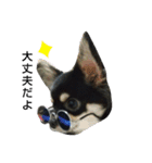 犬のチョコ君6❤（個別スタンプ：8）
