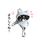 犬のチョコ君6❤（個別スタンプ：9）
