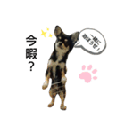 犬のチョコ君6❤（個別スタンプ：10）
