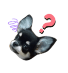 犬のチョコ君6❤（個別スタンプ：11）