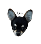 犬のチョコ君6❤（個別スタンプ：13）