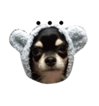 犬のチョコ君6❤（個別スタンプ：15）