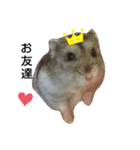 犬のチョコ君6❤（個別スタンプ：16）
