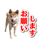 柴犬ダイちゃんの毎日使えるスタンプ（個別スタンプ：13）