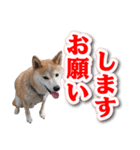 柴犬ダイちゃんの毎日使えるスタンプ（個別スタンプ：15）