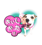 愛犬♡ハナコのスタンプ19☆彡（個別スタンプ：13）