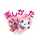 愛犬♡ハナコのスタンプ19☆彡（個別スタンプ：14）