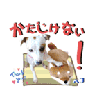 愛犬♡ハナコのスタンプ19☆彡（個別スタンプ：20）