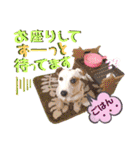 愛犬♡ハナコのスタンプ19☆彡（個別スタンプ：29）