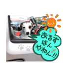 愛犬♡ハナコのスタンプ19☆彡（個別スタンプ：40）