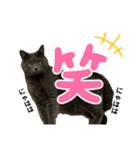 ねんねこ寝子ちゃん（個別スタンプ：3）