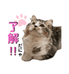 ねんねこ寝子ちゃん（個別スタンプ：4）