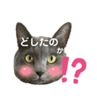 ねんねこ寝子ちゃん（個別スタンプ：6）