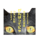 ねんねこ寝子ちゃん（個別スタンプ：8）