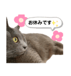 ねんねこ寝子ちゃん（個別スタンプ：13）