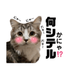 ねんねこ寝子ちゃん（個別スタンプ：14）