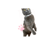 ねんねこ寝子ちゃん（個別スタンプ：15）
