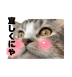 ねんねこ寝子ちゃん（個別スタンプ：23）