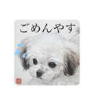 リアルわんニャン竹馬さん〜犬編〜（個別スタンプ：6）