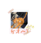 わたしさんぽスタンプ（個別スタンプ：5）