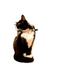 猫とジャンガリアンハムスター（個別スタンプ：1）