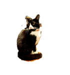 猫とジャンガリアンハムスター（個別スタンプ：2）